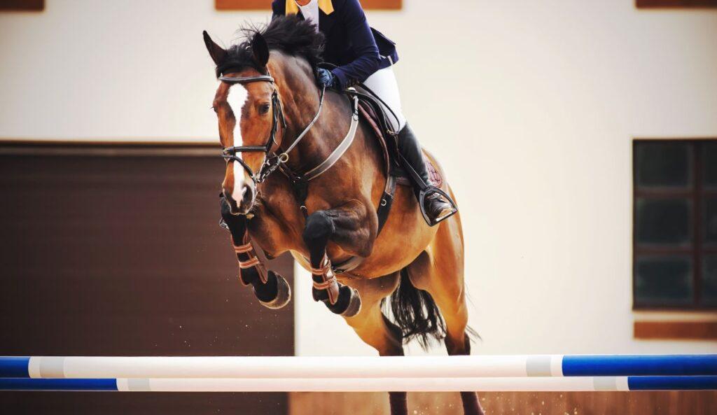 Equitation horse in mid-air during a jump with professional rider – high-performance example of equitation horses for sale.